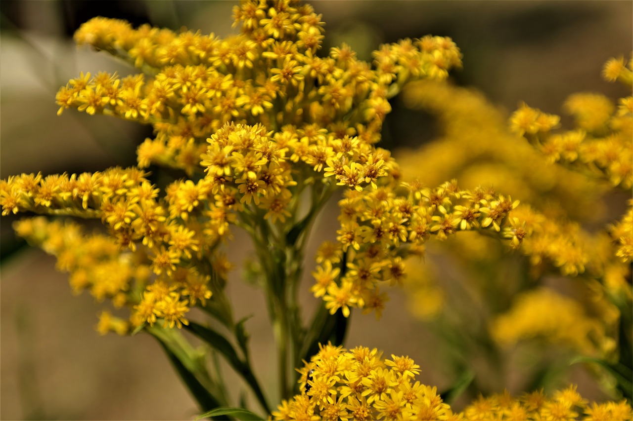 flower blossom bloom free photo