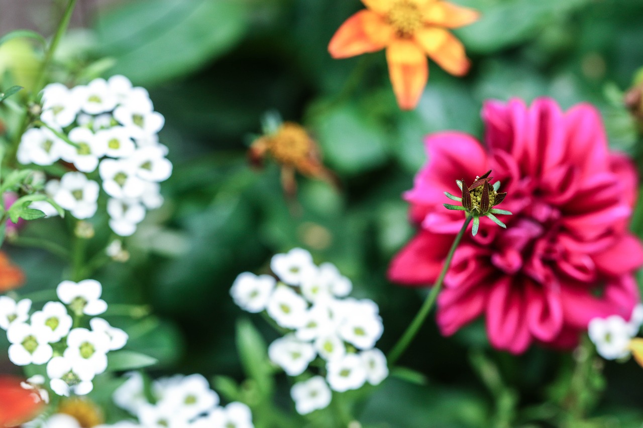 Summertime blossom