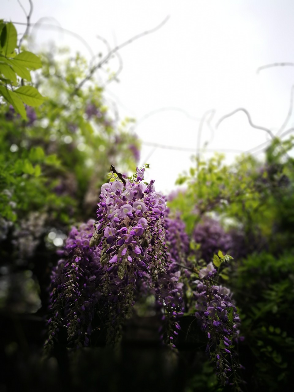 flower wisteria plant free photo