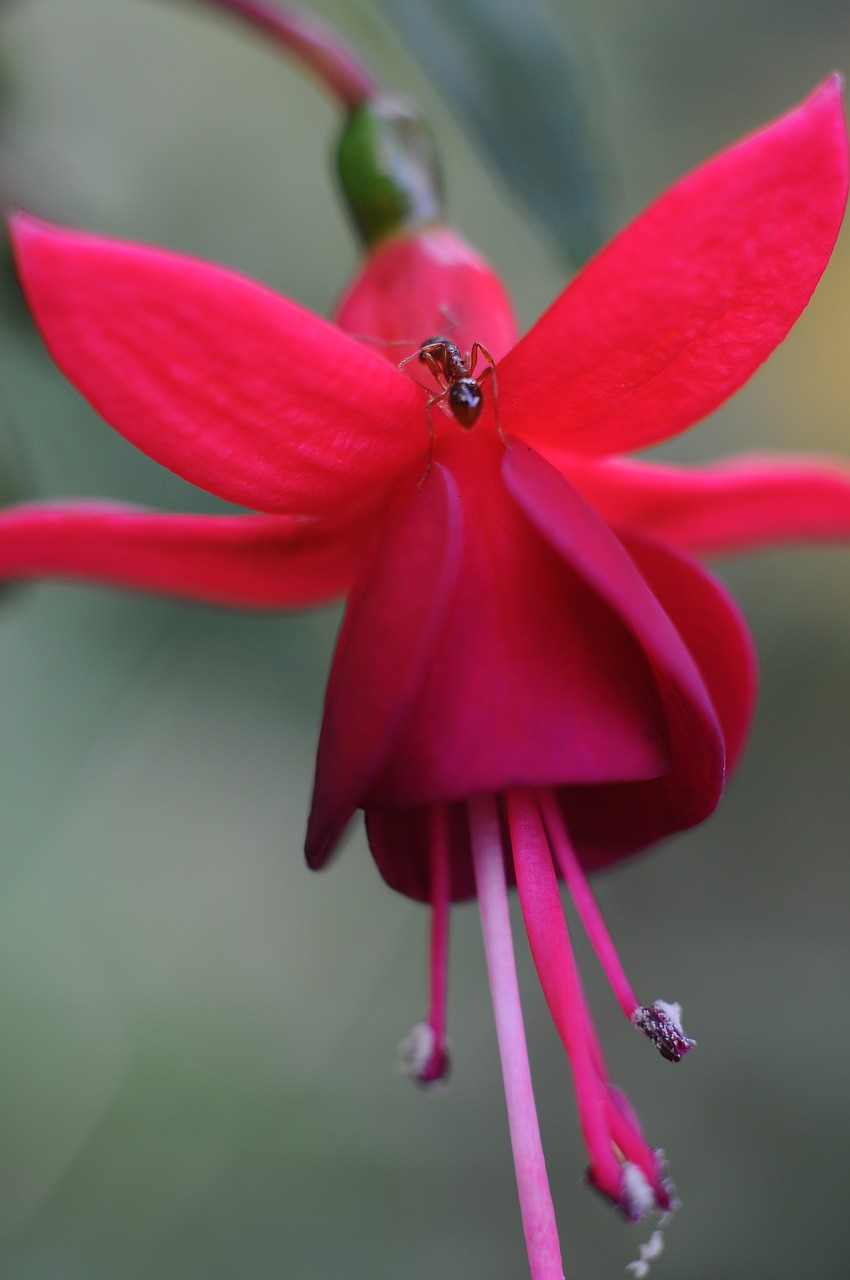 flower ant insect free photo