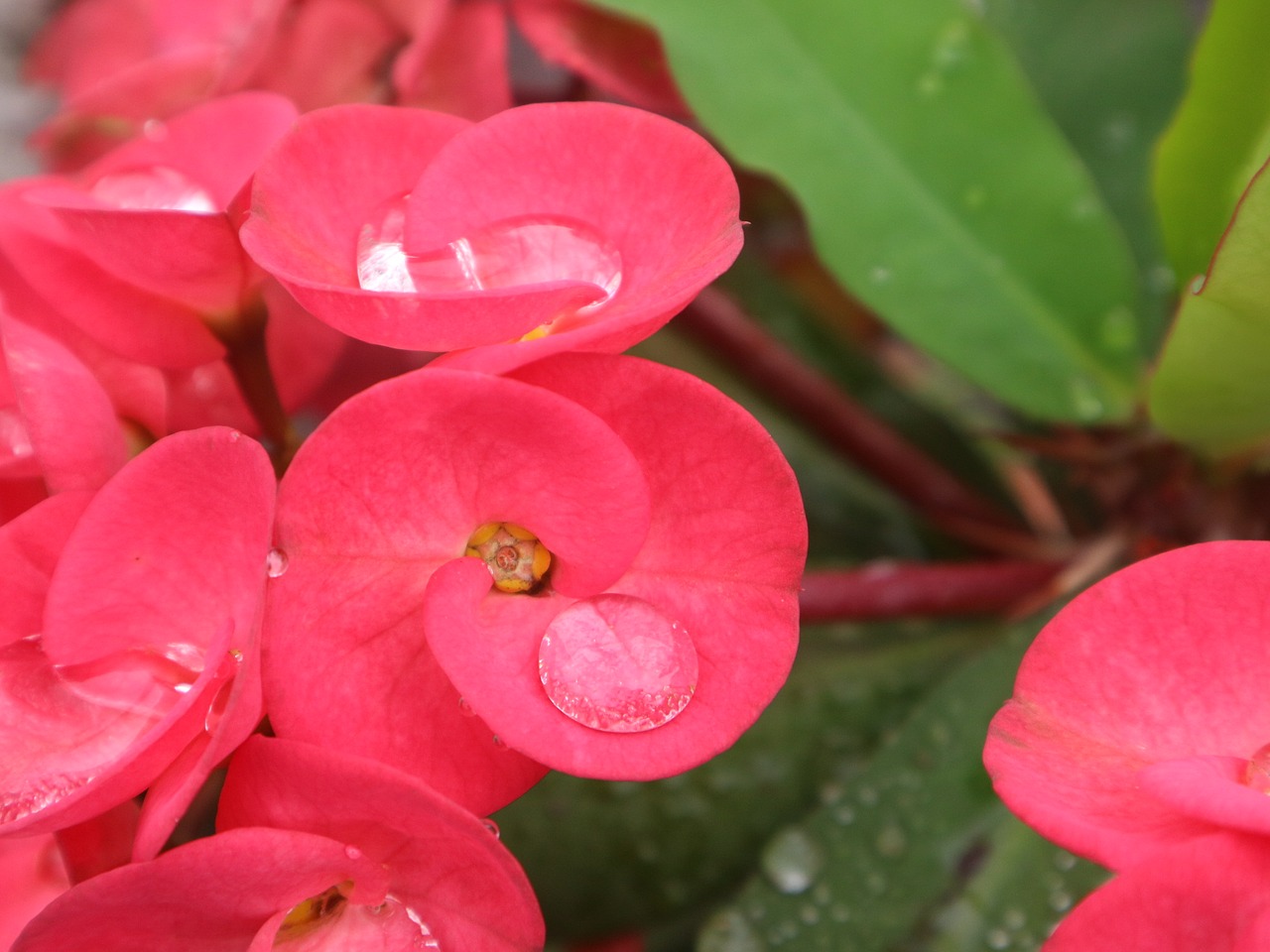 flower red green free photo