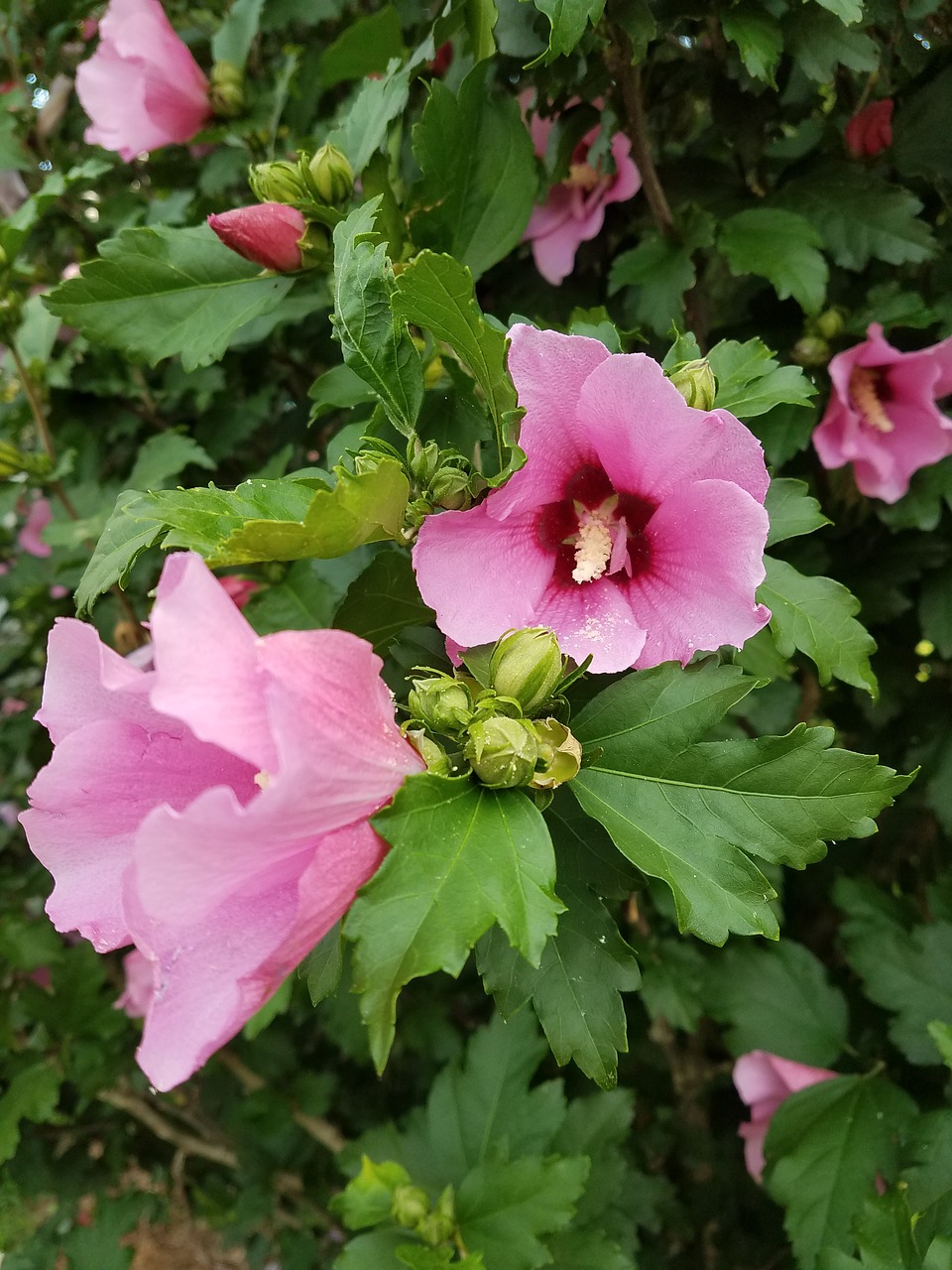 flower bush plant free photo