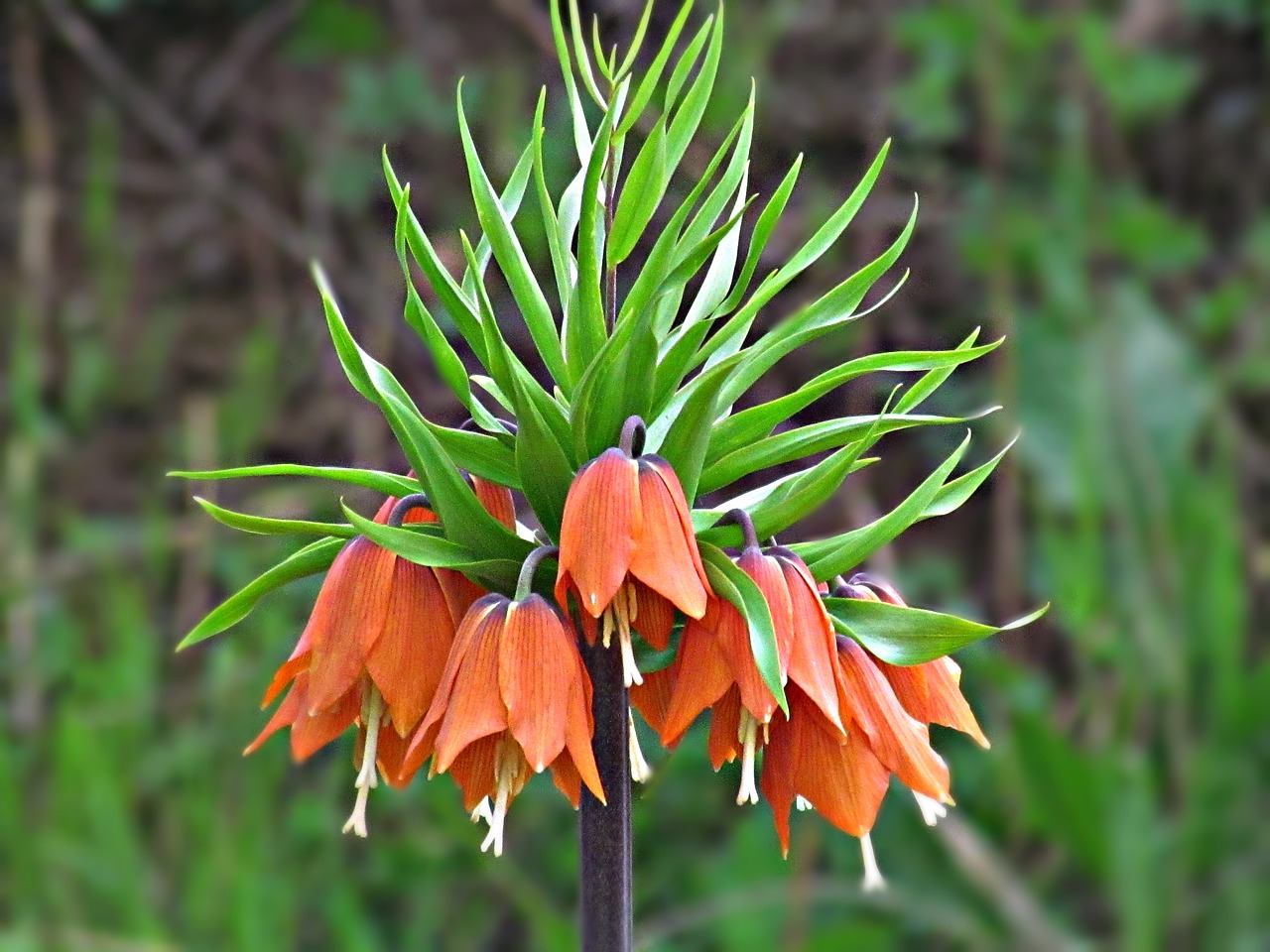 flower red bells free photo