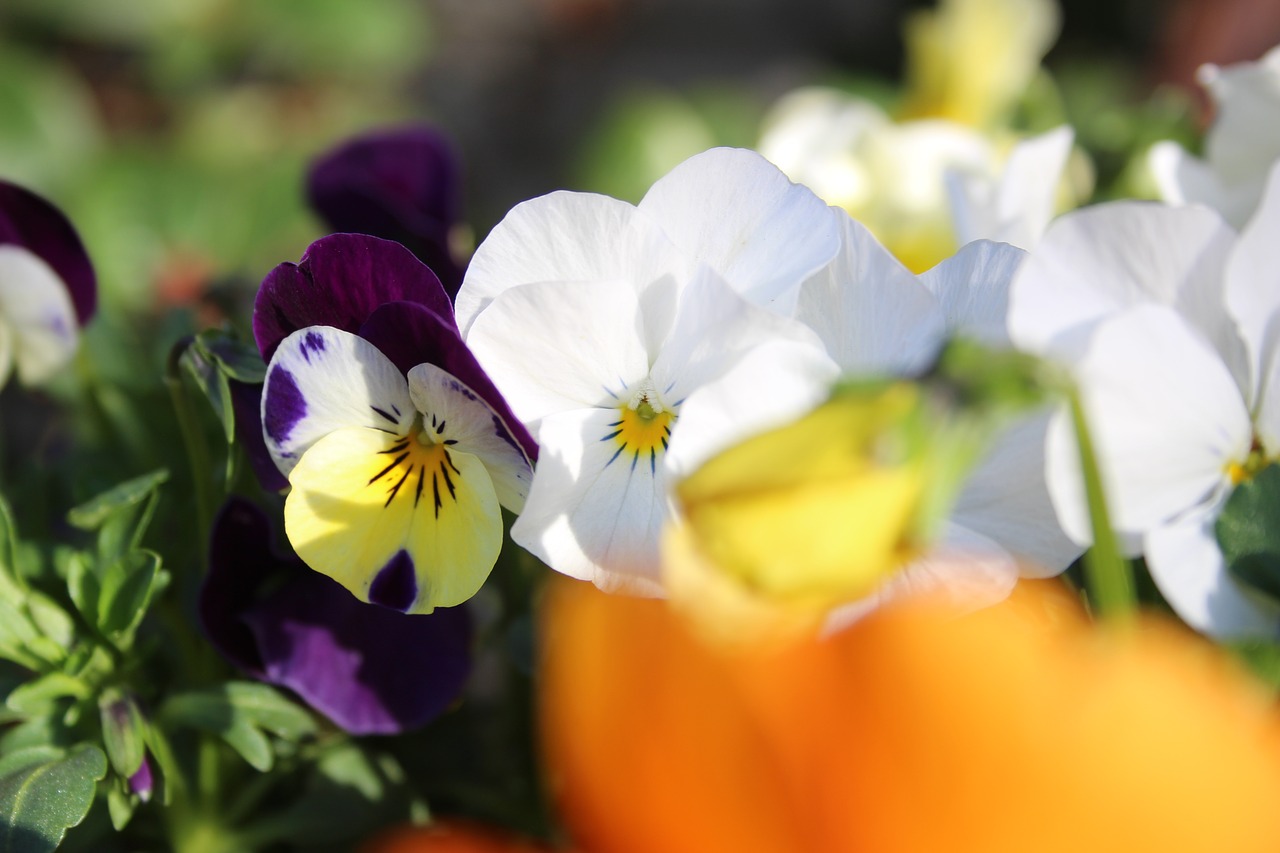 flower summer pansy free photo