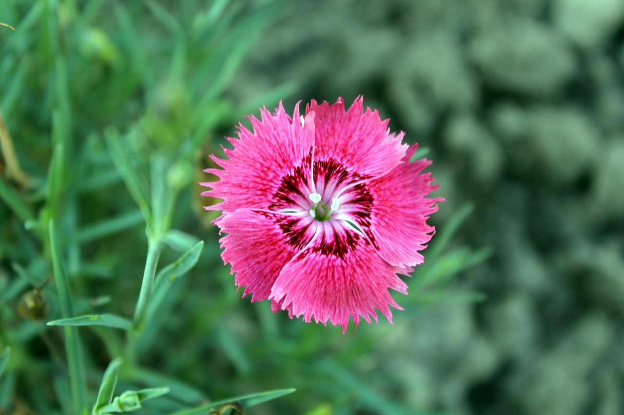 flower garden a garden plant free photo