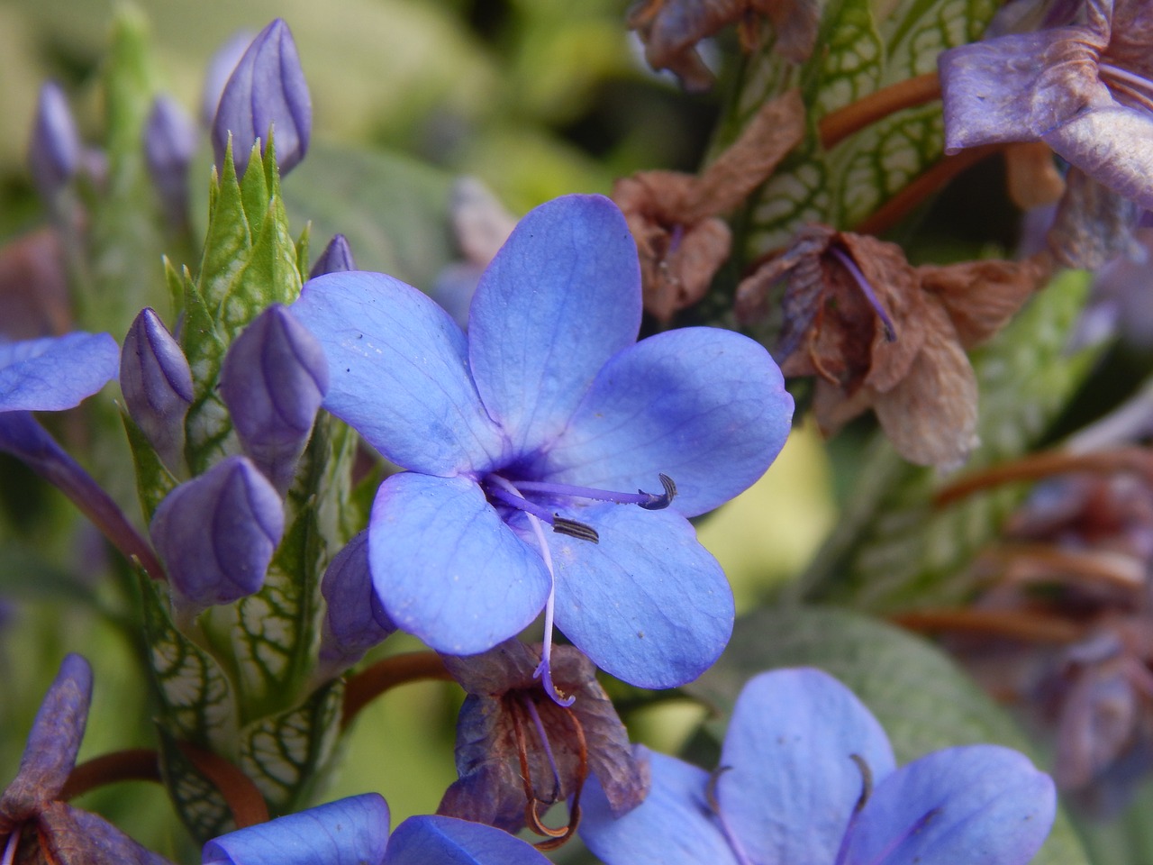 flower blue celeste free photo