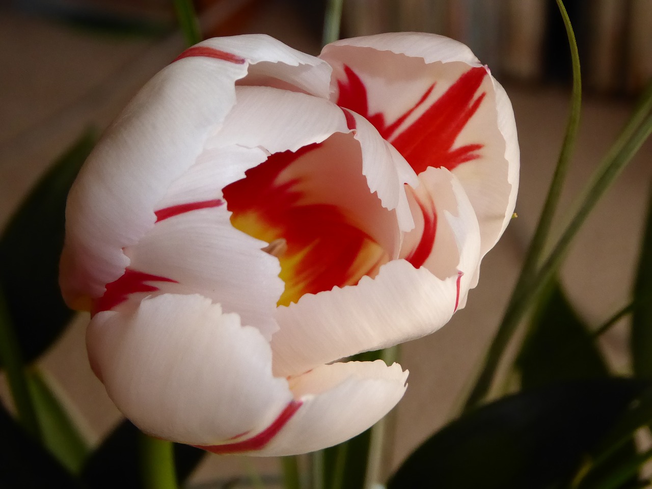 flower tulip spring free photo