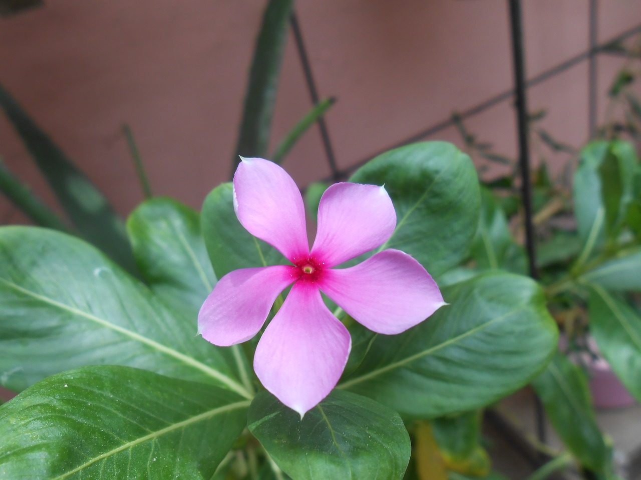 flower pink green free photo