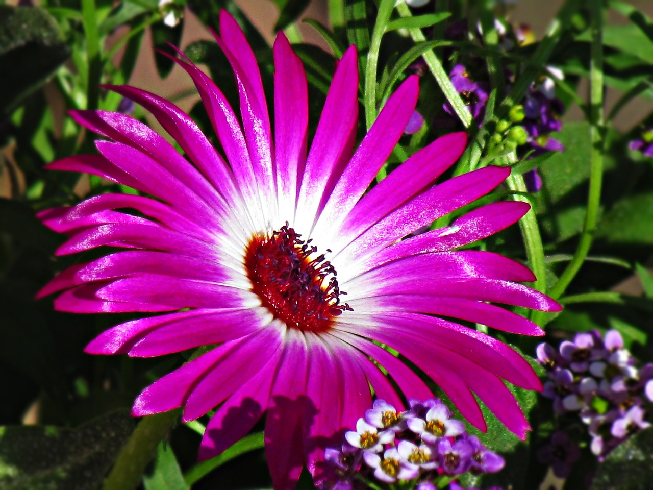 flower lila daisy free photo