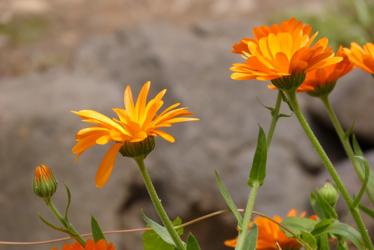 flower marigold yellow free photo