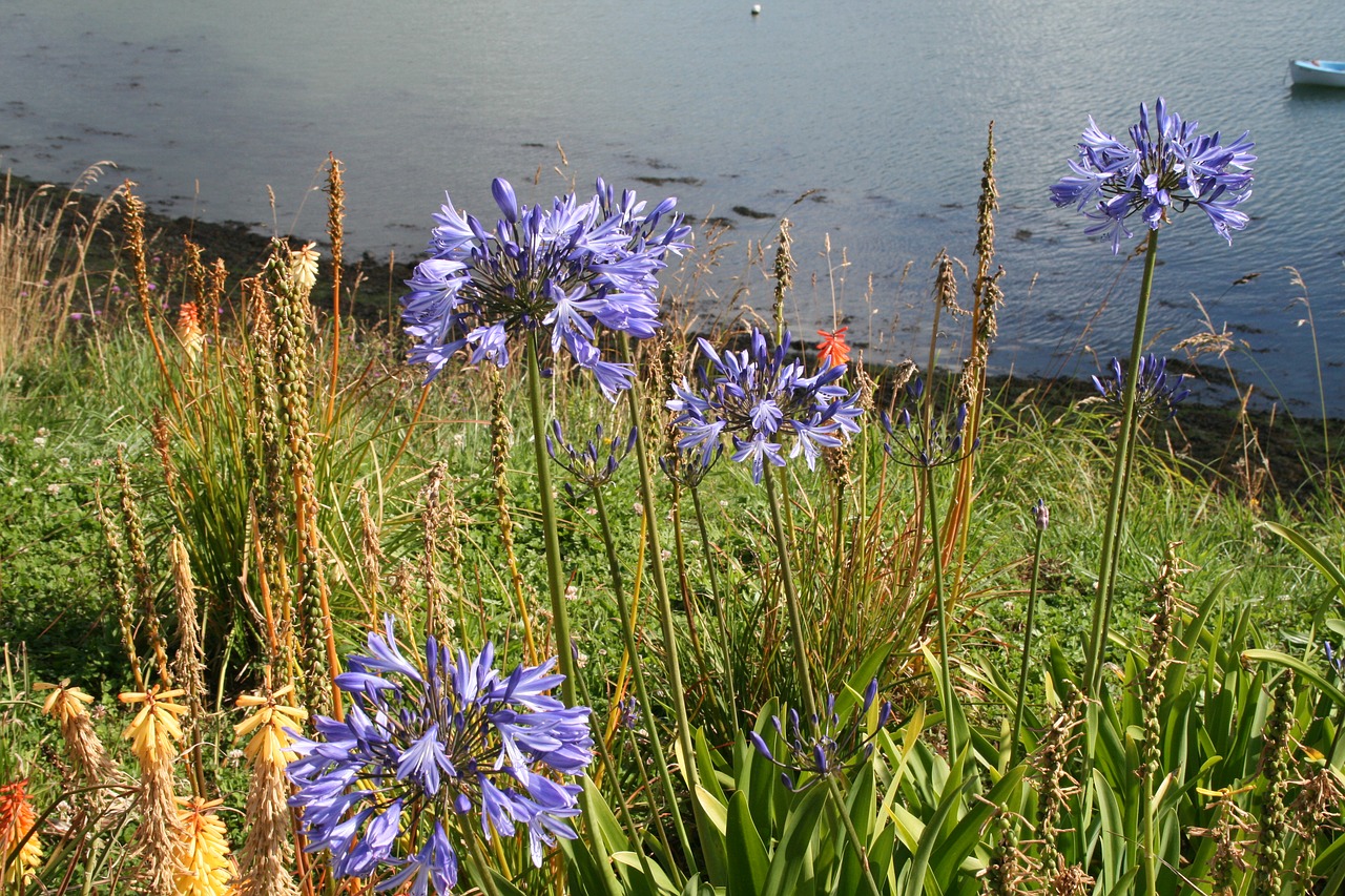 flower nature wild flowers free photo