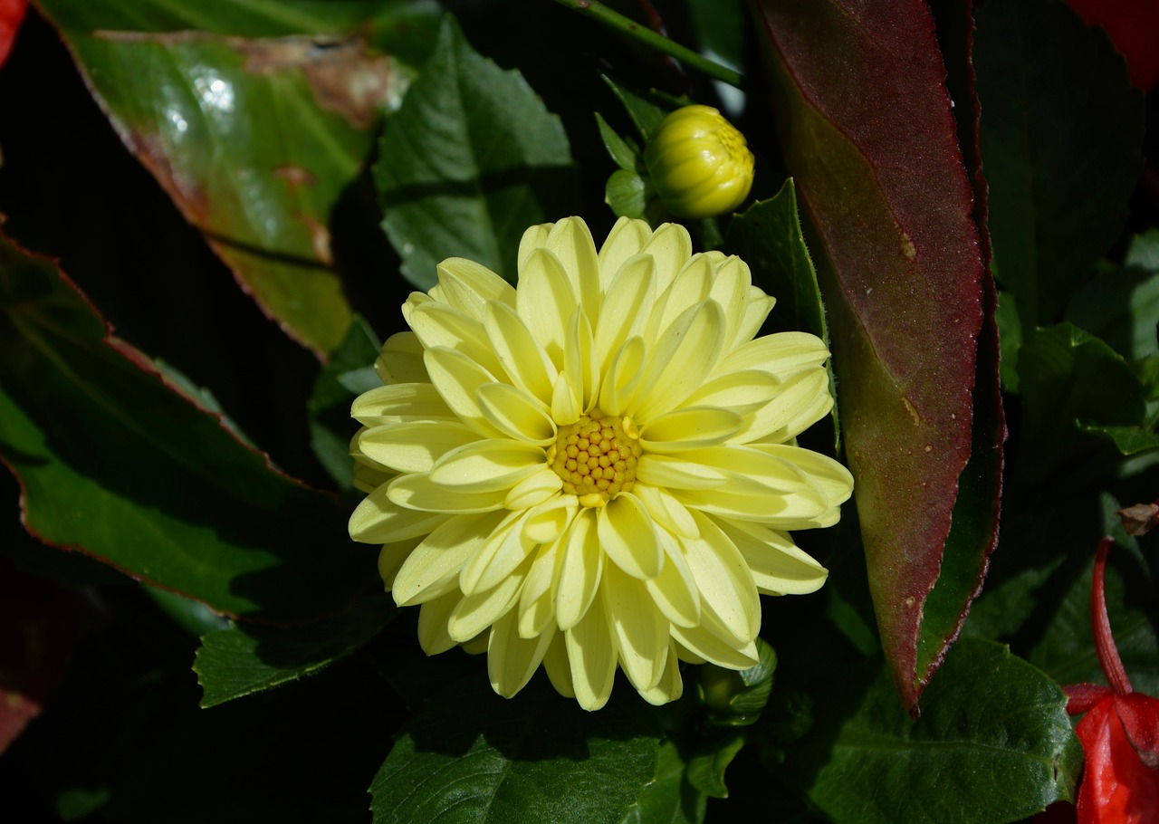 flower yellow petals free photo