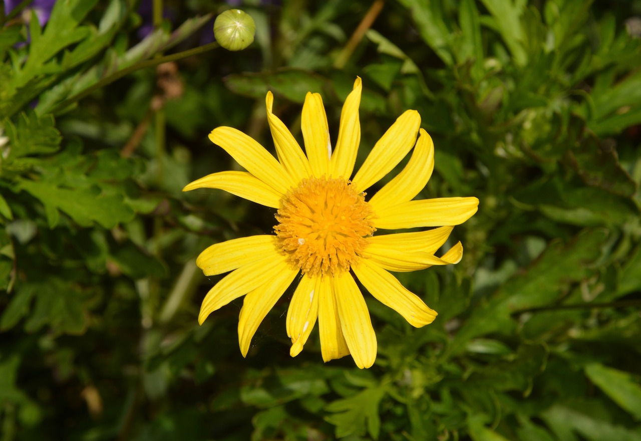 flower marguerite yellow free photo