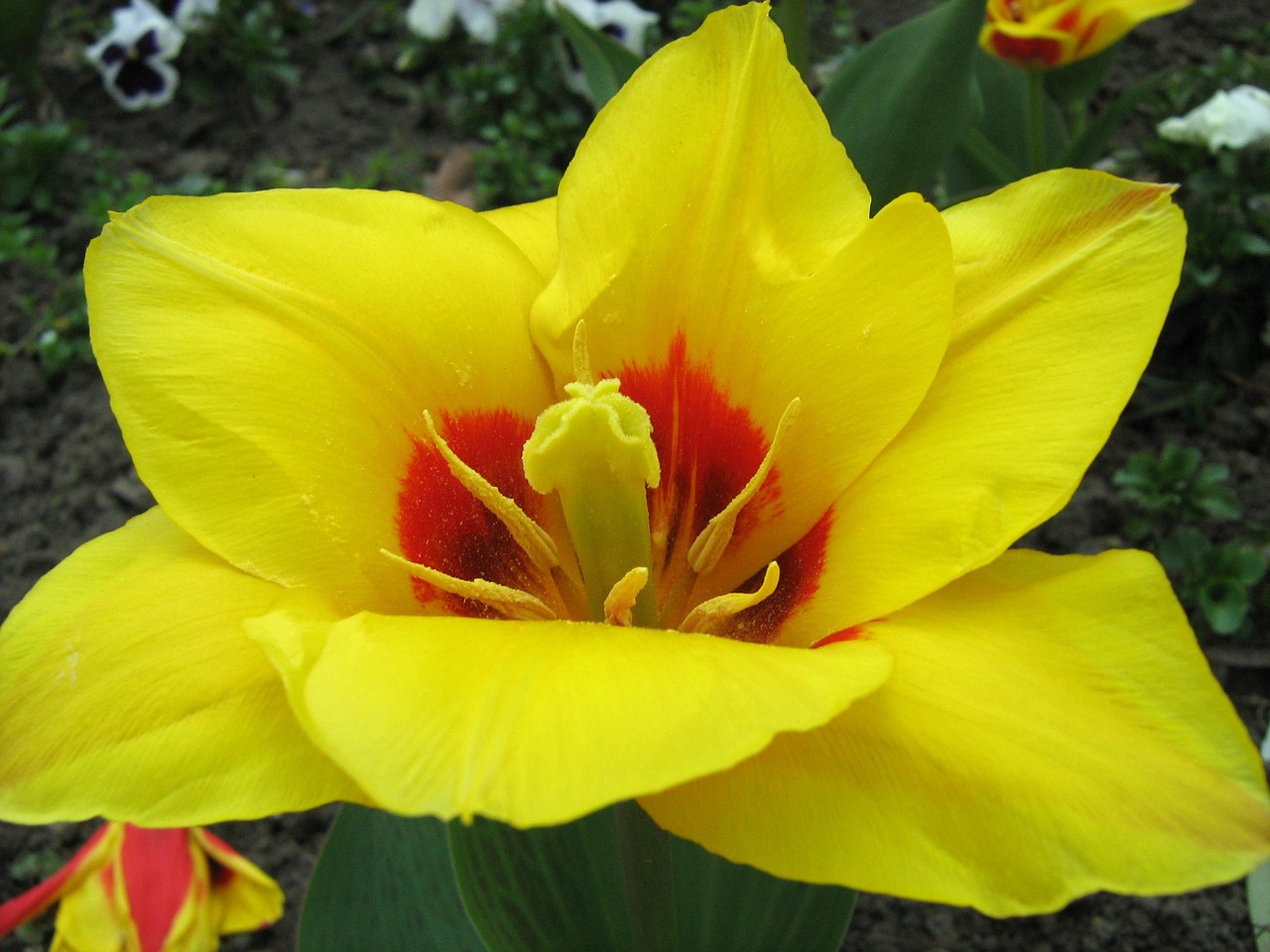 flower yellow spring free photo