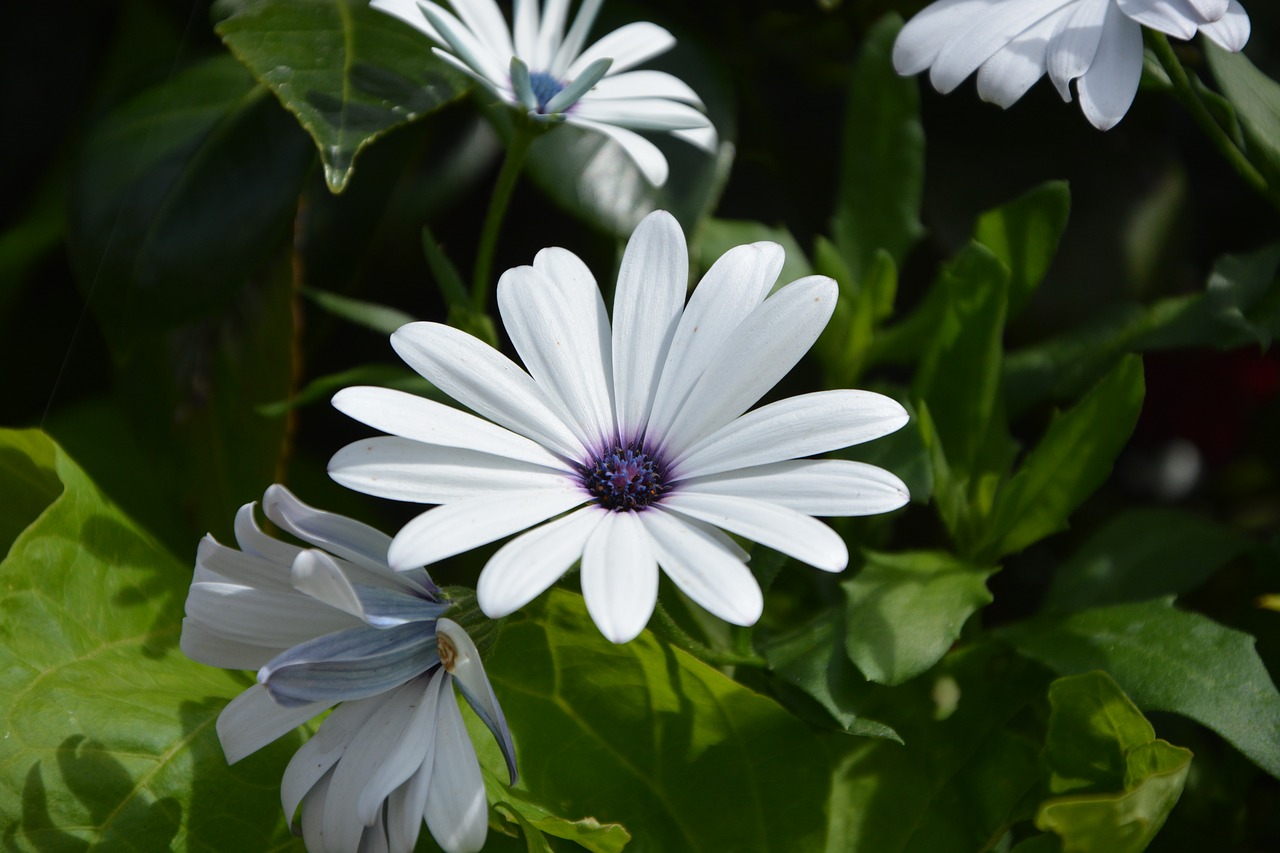 flower white petals free photo