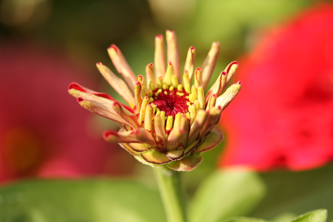 flower macro yellow free photo