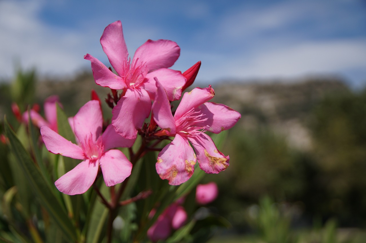 flower pink nature free photo