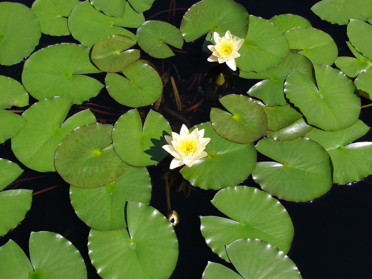 flower lily pad lily free photo