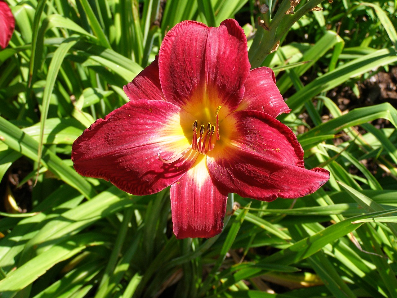 flower bloom lily free photo