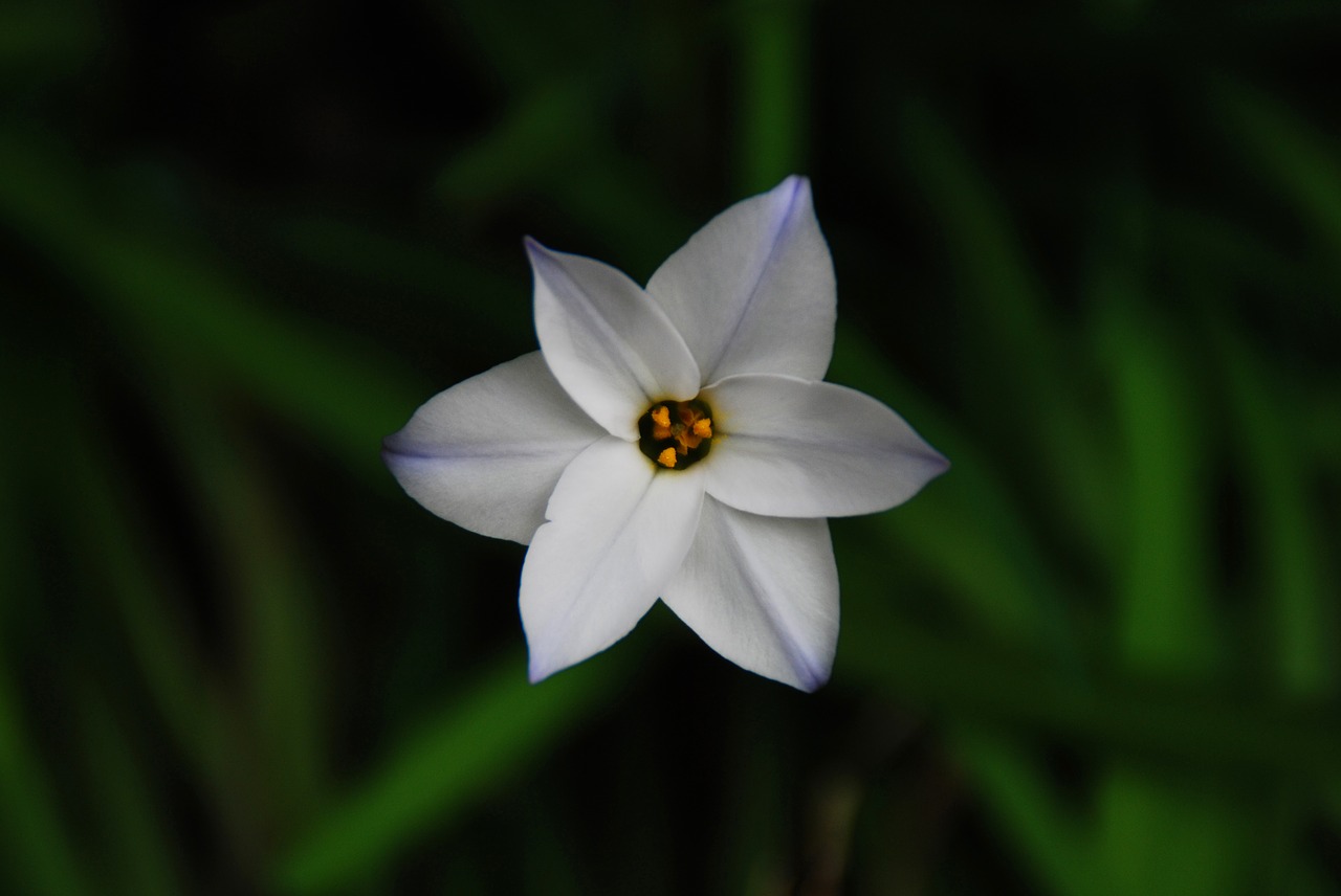 flower white white flower free photo