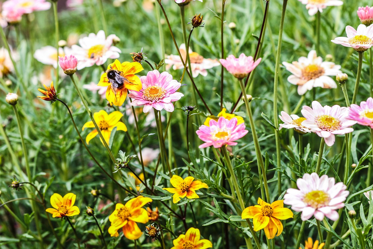 flower garden flower daisy free photo