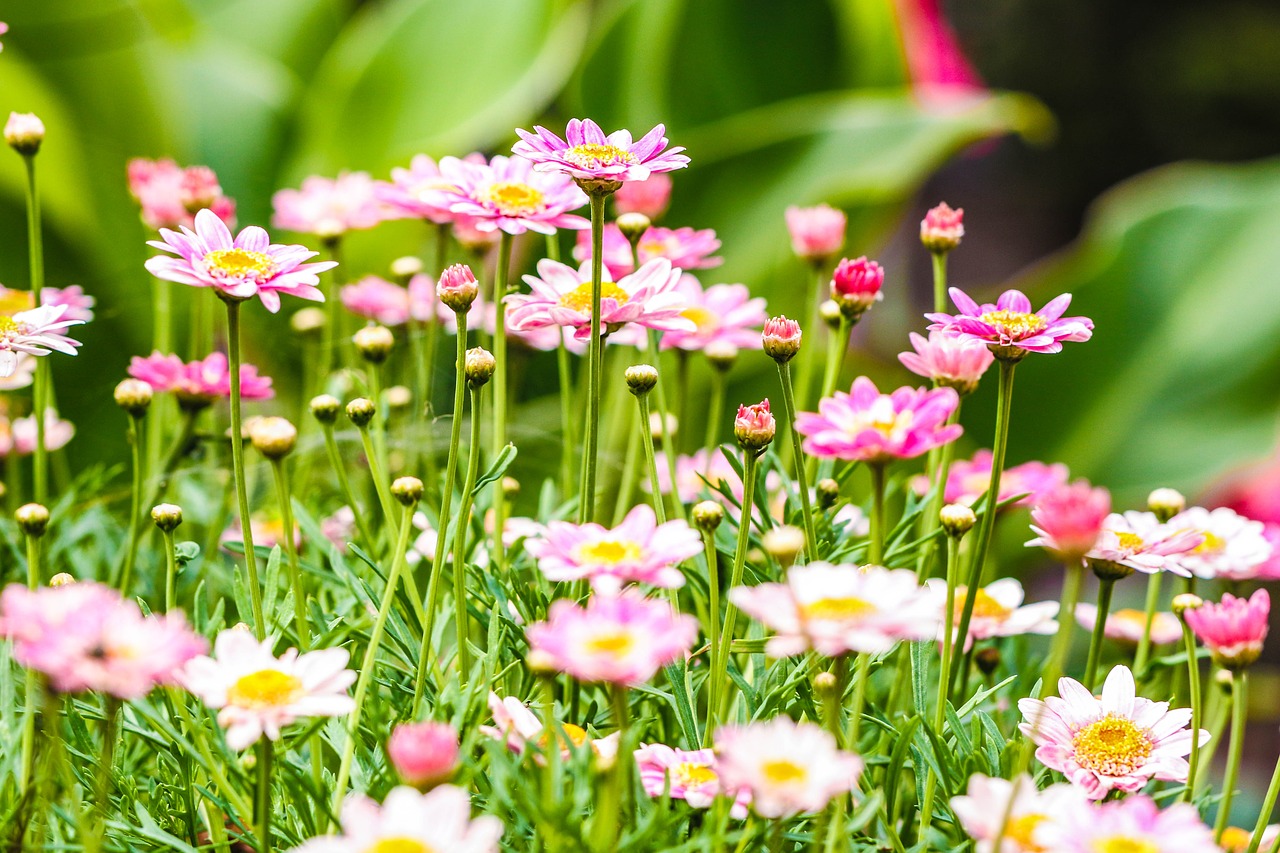 flower garden flower daisy free photo