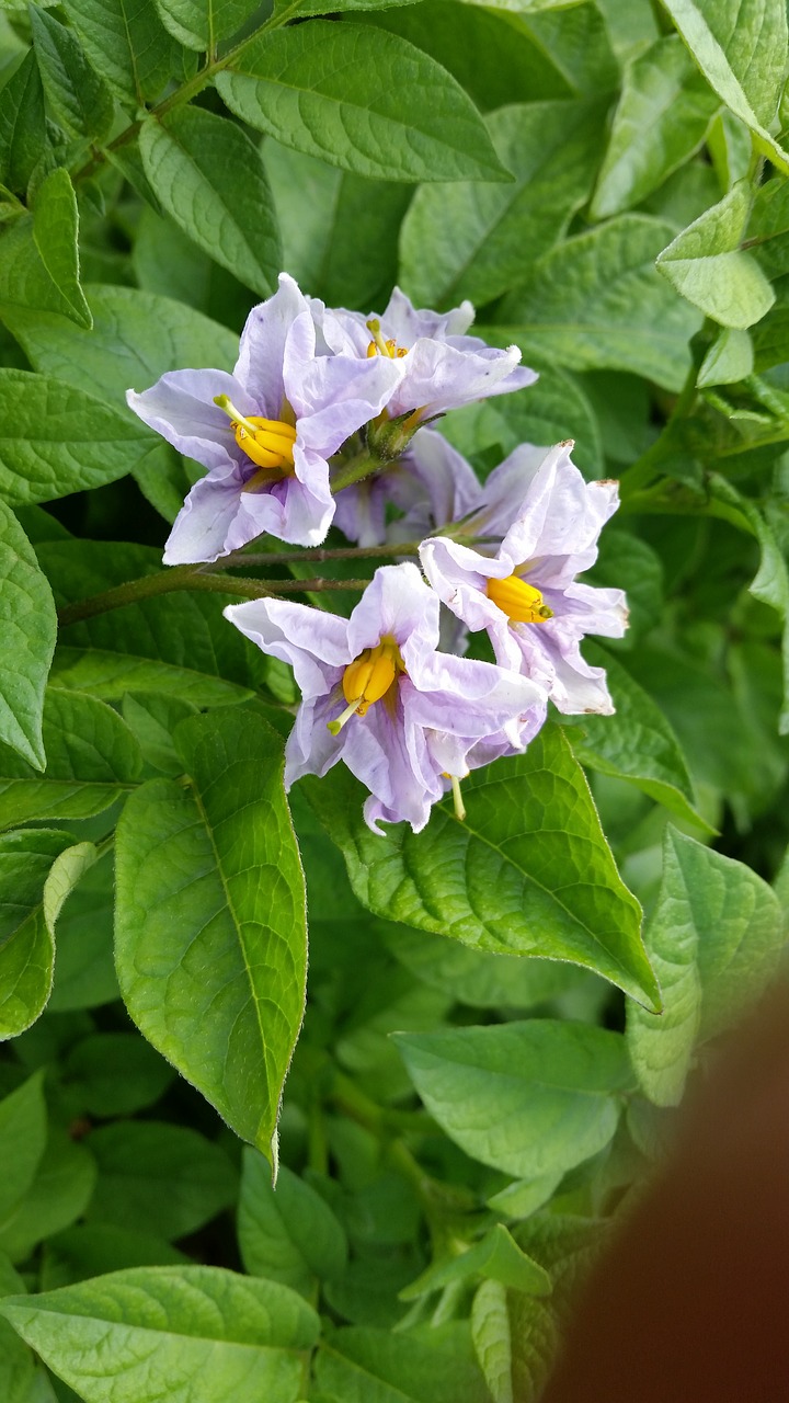 flower potato blossom free photo