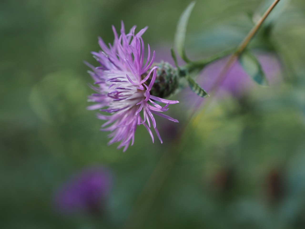 flower purple violet free photo