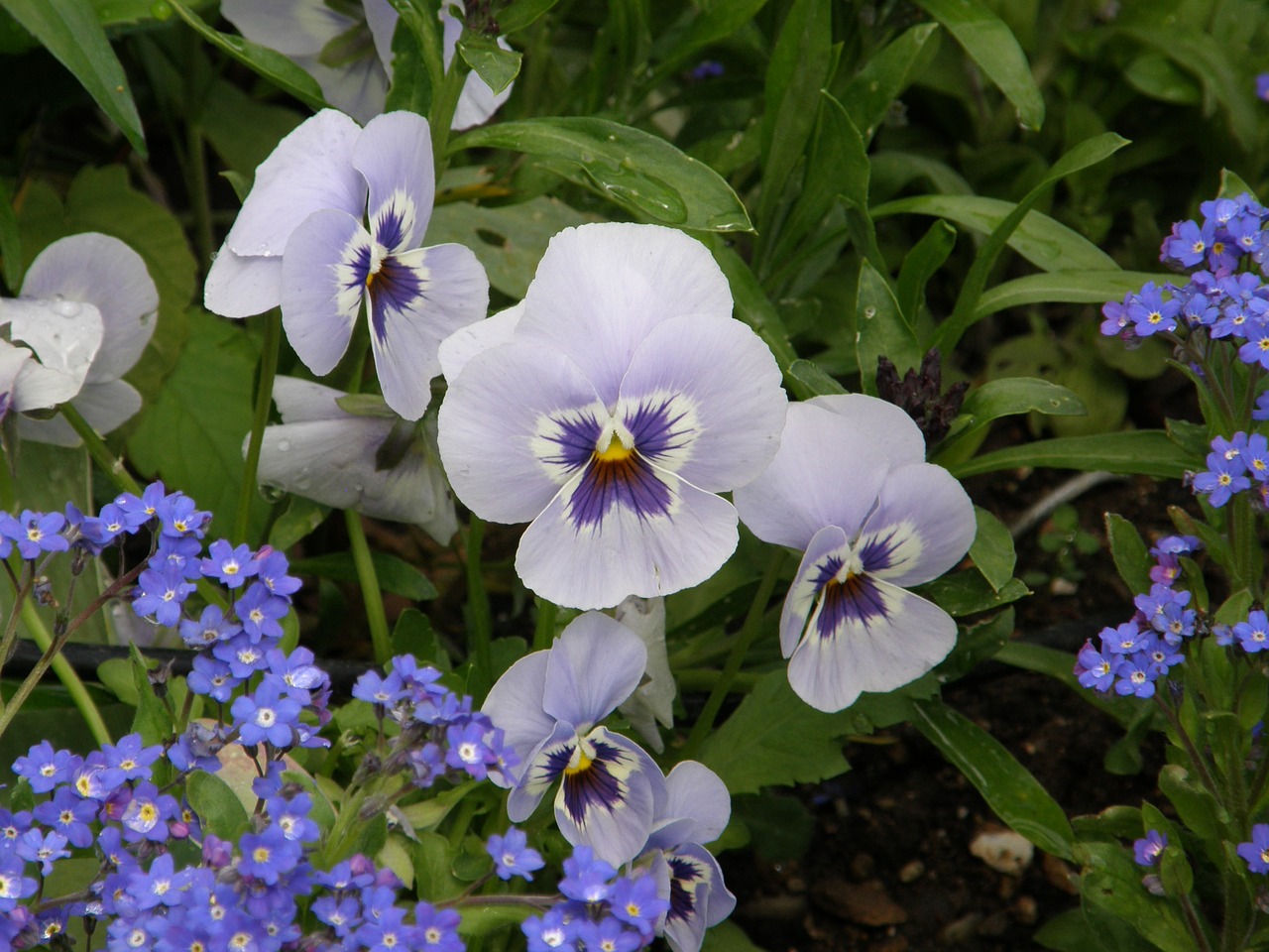 flower blossom floral free photo