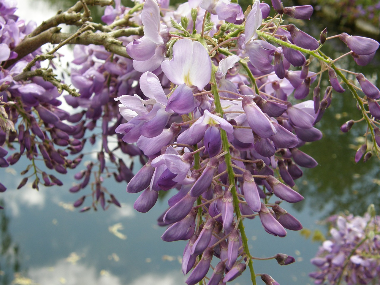 flower blossom floral free photo