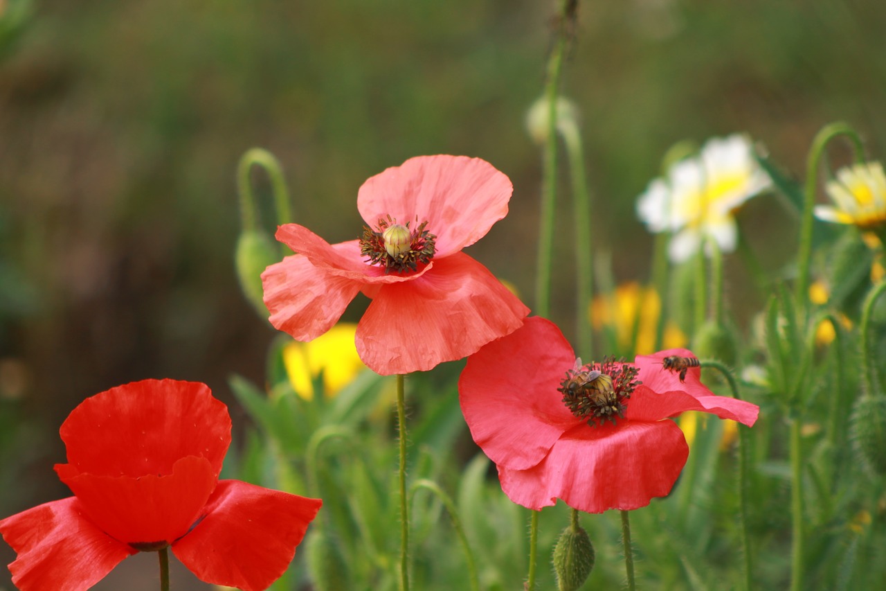 flower red nature free photo