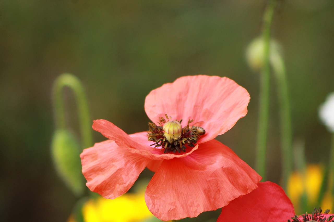 flower red nature free photo