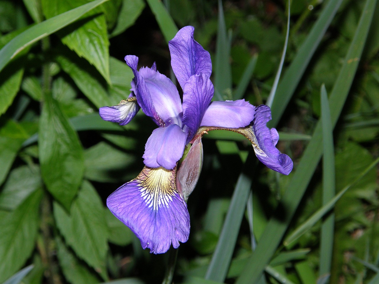 flower bloom floral free photo