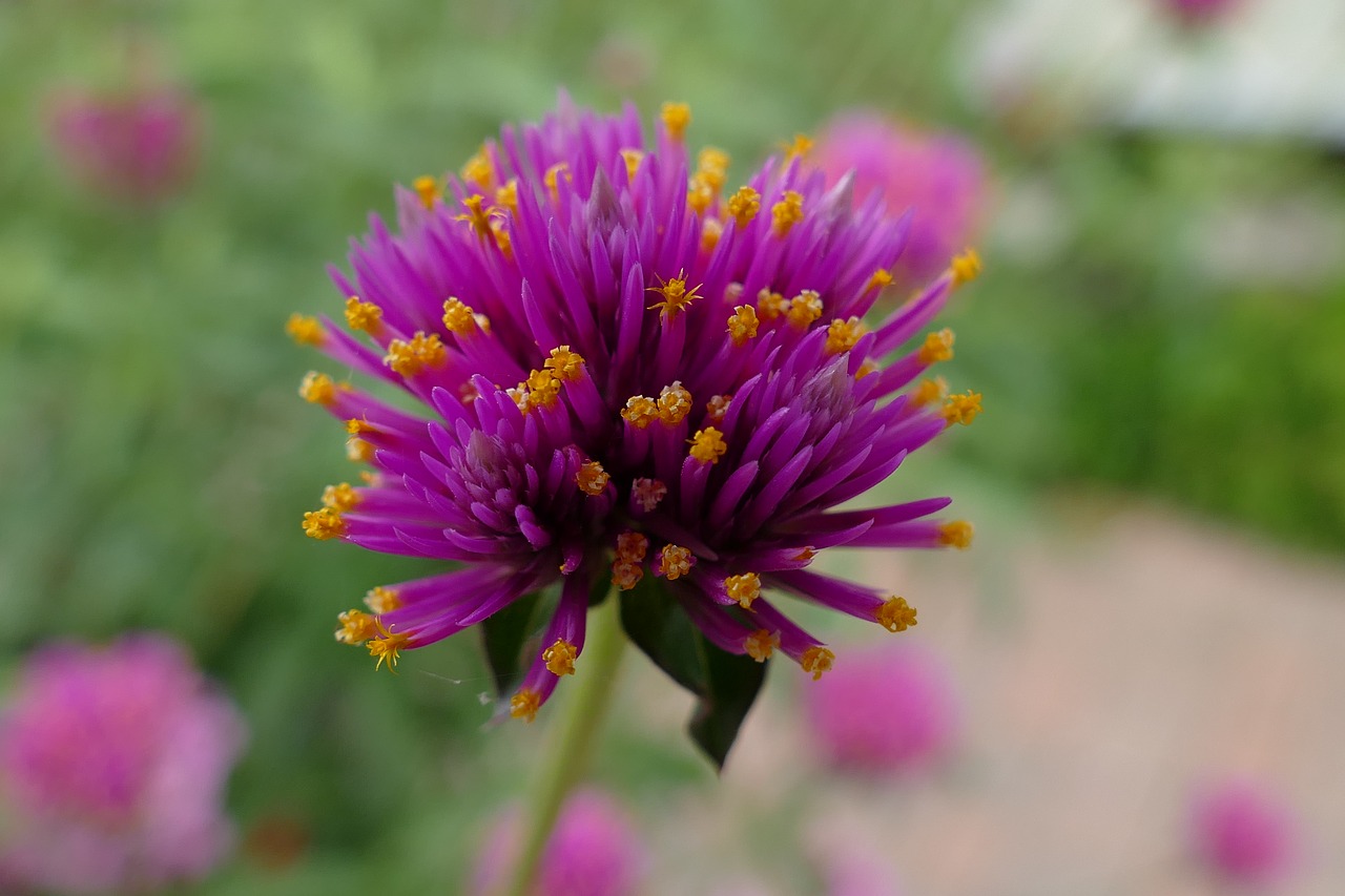 flower plant purple free photo