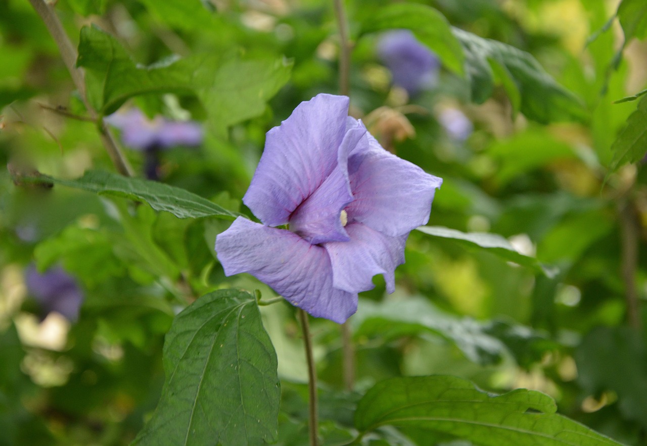 flower button hibiscus violet free photo