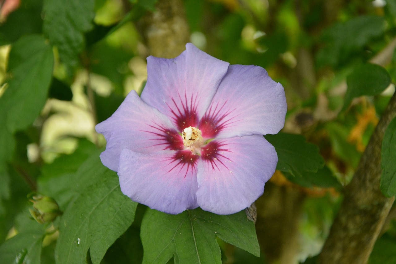 flower shrub hibiscus free photo