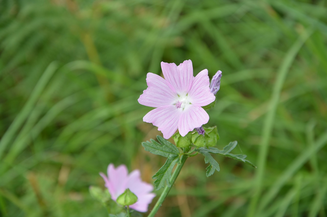 flower garden nature free photo