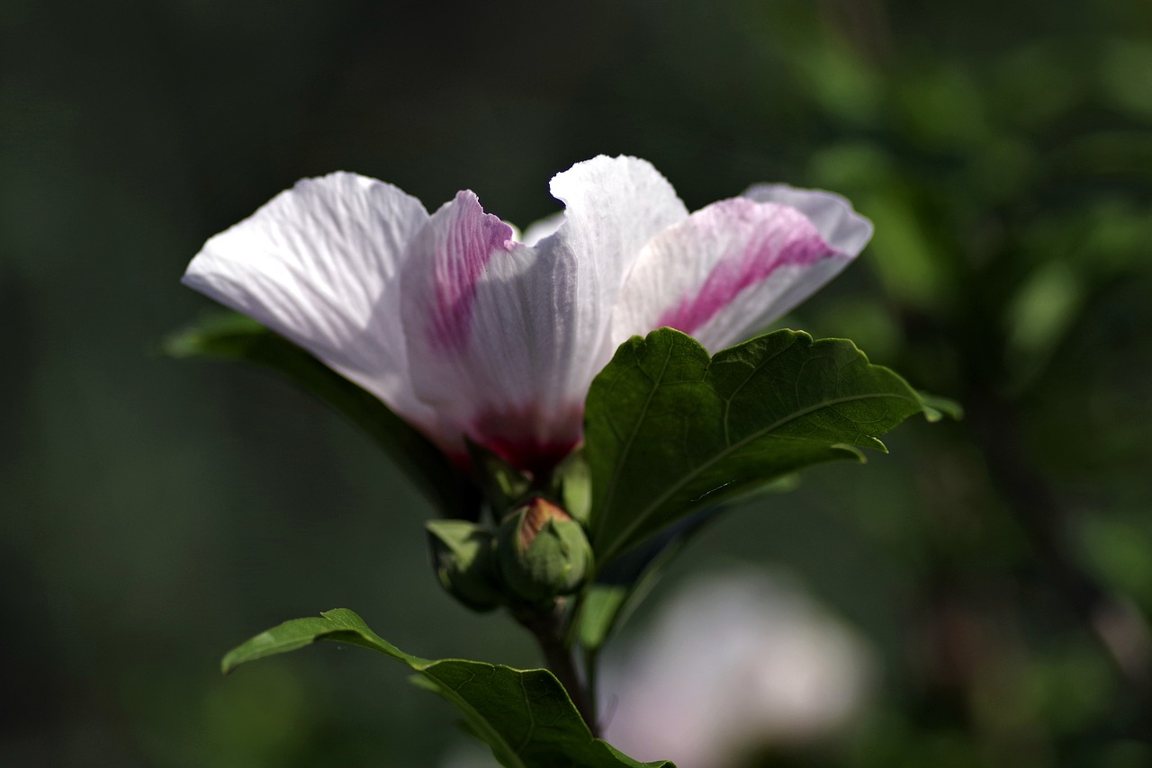 flower cup pink free photo