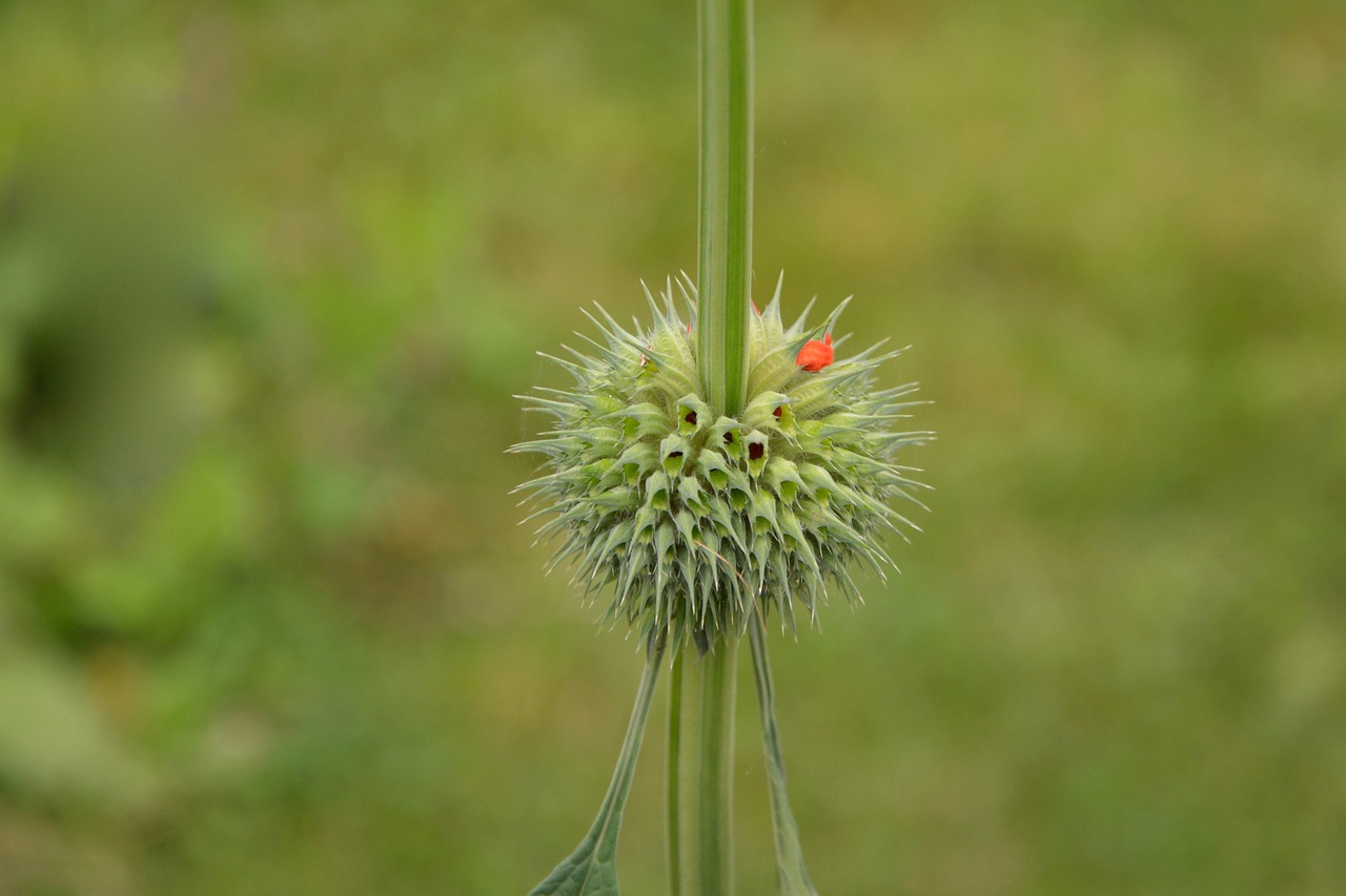 flower button flower garden free photo