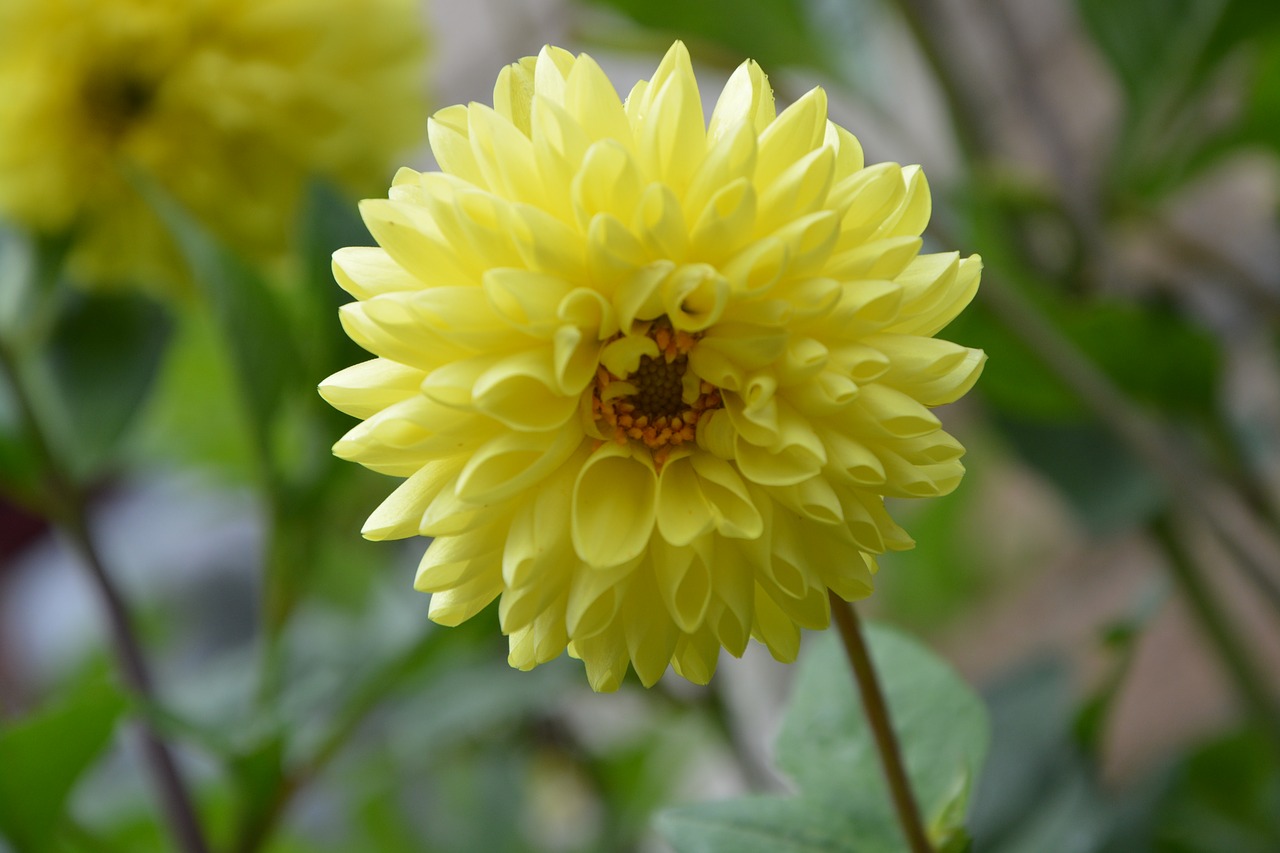 flower yellow plant free photo