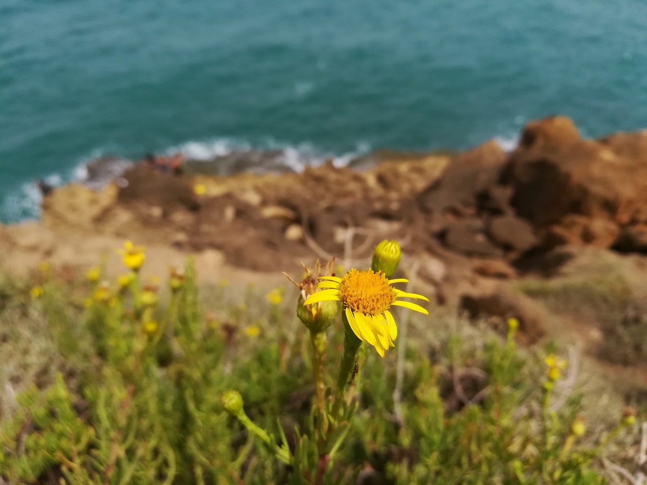 flower sea nature free photo