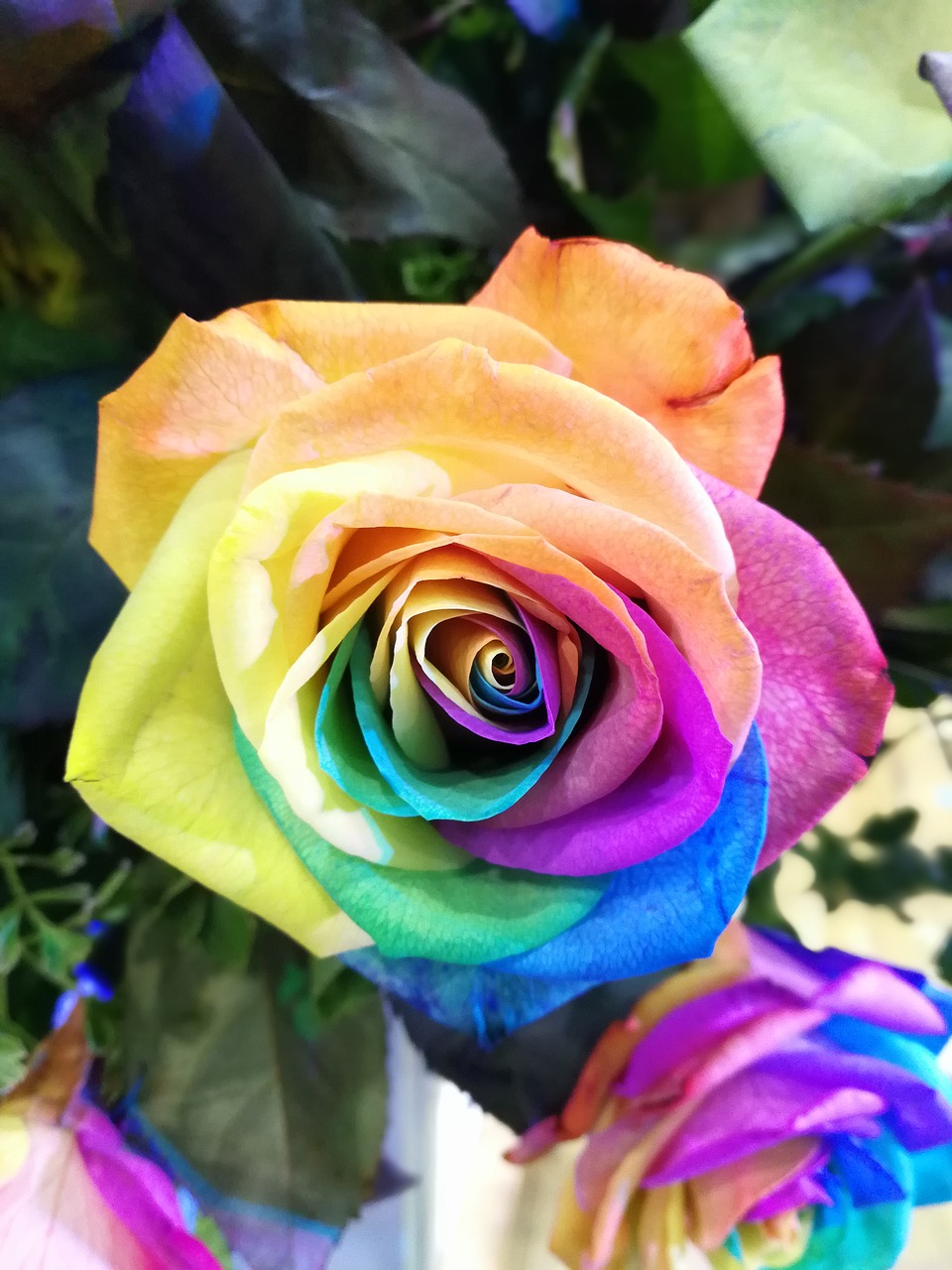 flower rainbow rose closeup free photo