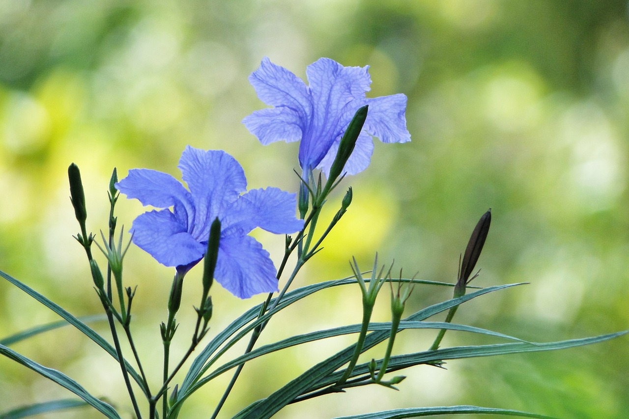 flower cui lu li ruellia coerulea free photo