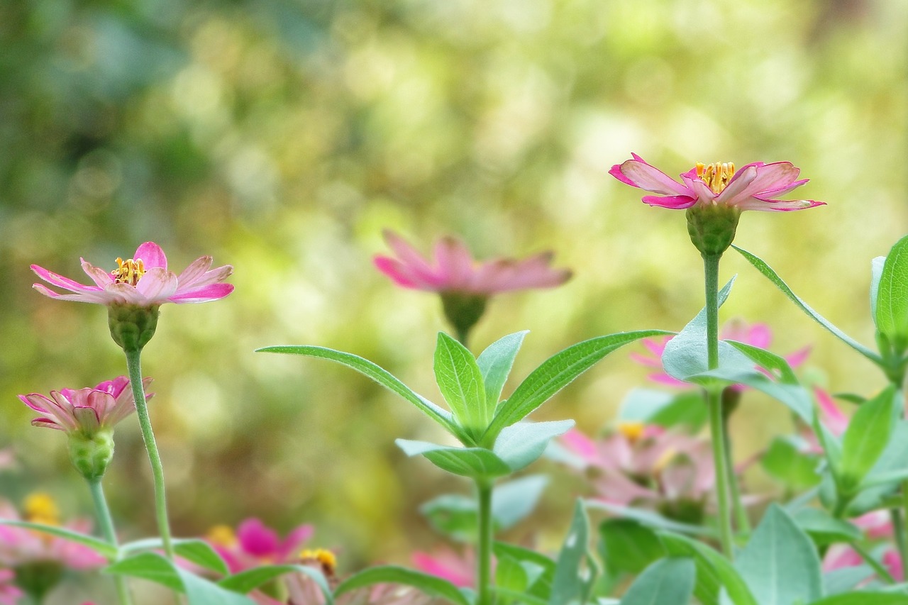 flower indian blanket flowers garden free photo