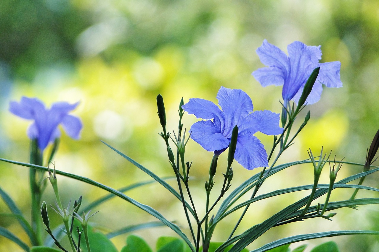 flower cui lu li ruellia coerulea free photo