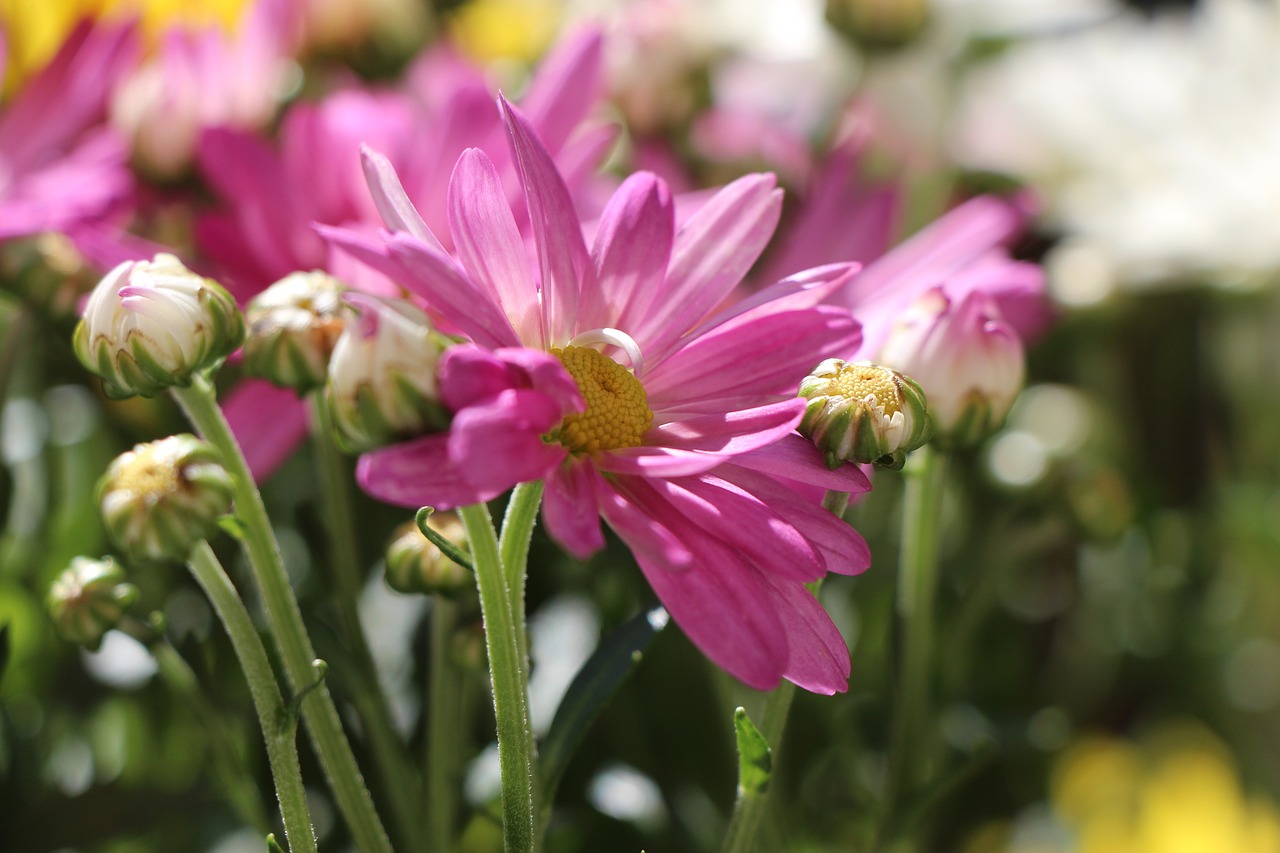 flower chrysanthemums blossom free photo