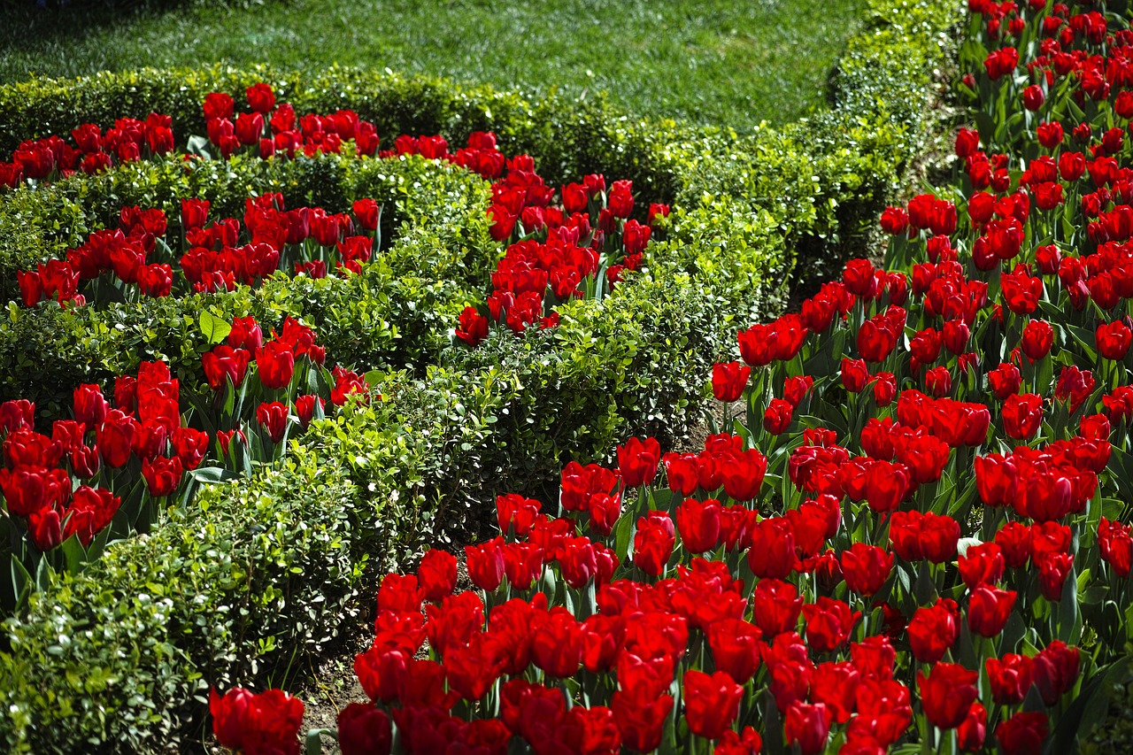 flower red green free photo