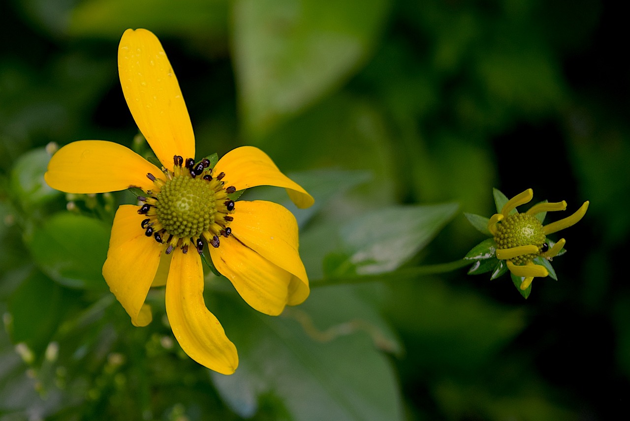 flower bloom yellow free photo