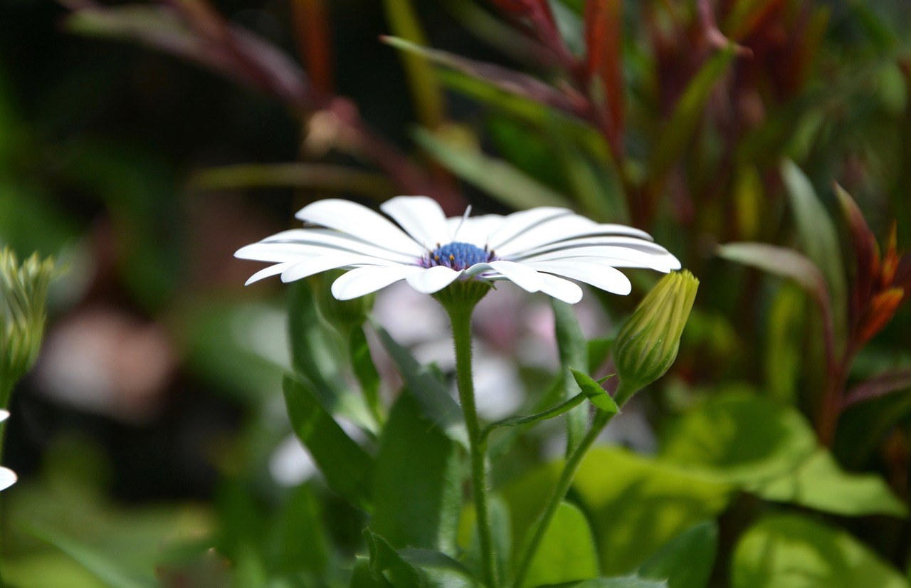 flower white petals free photo