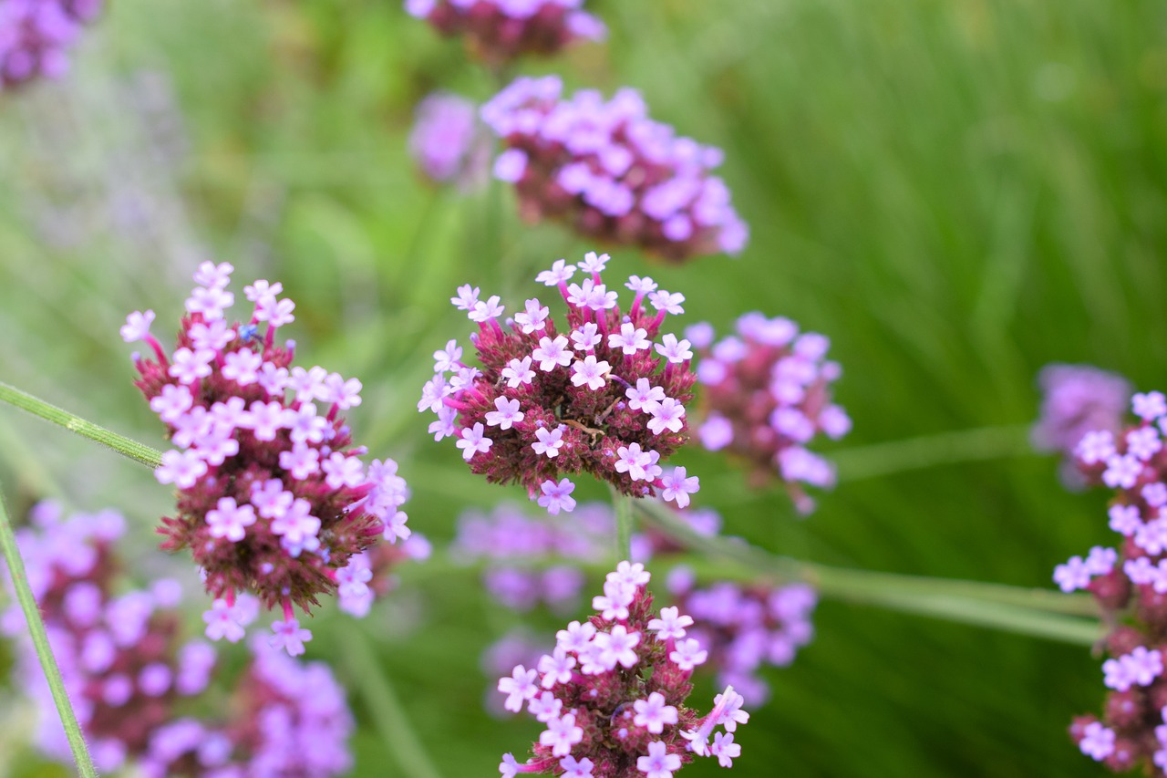 flower purple floral free photo